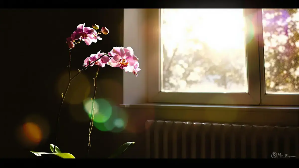De 5 plekken die je absoluut moet vermijden om je orchideeën te kweken, volgens tuinspecialisten