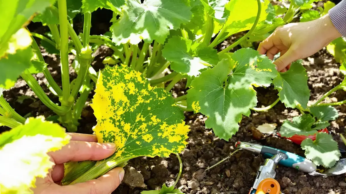 De verrassende redenen achter het vergelen van courgettebladeren die je moet weten