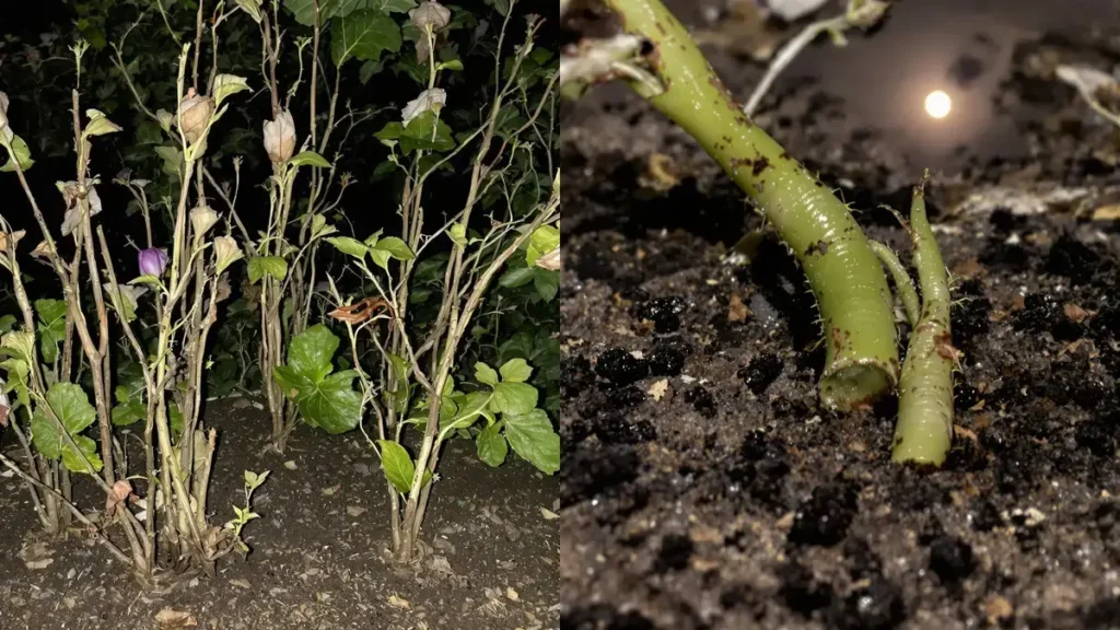 Ontdek de beste strategieën om afscheid te nemen van nachtvlinderlarven en bescherm je tuin tegen grijze wormen